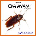 DJ Glitter – Epa Ayan Cruise Beat Ft Funny Drizzy